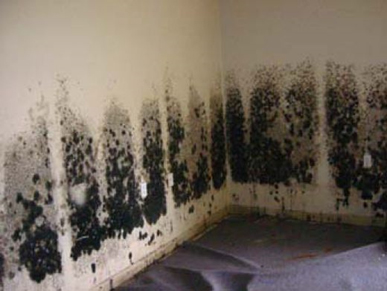 Mold and Mildew Removal South San Francisco